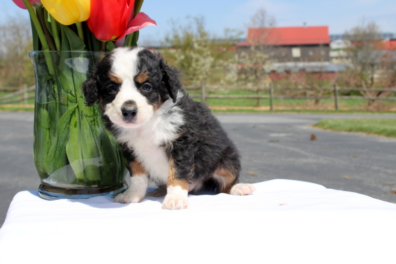 puppy, for, sale, Mini Bernedoodle F2, Matthew B. Stoltzfus, dog, breeder, Gap, PA, dog-breeder, puppy-for-sale, forsale, nearby, find, puppyfind, locator, puppylocator, aca